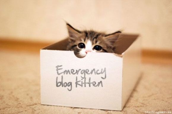 EmergencyBlogKitten