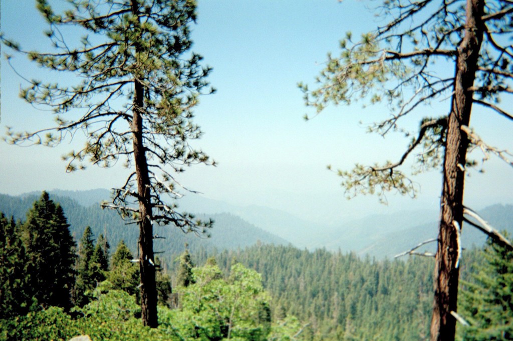 Your weekend Moment of Zen brought to you this week from Sequoia National Forest.